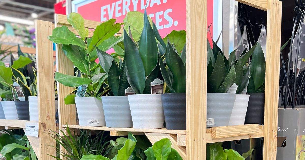 ALDI Potted Houseplants ONLY 6.99 Fiddle Leaf Fig, Snake Plants