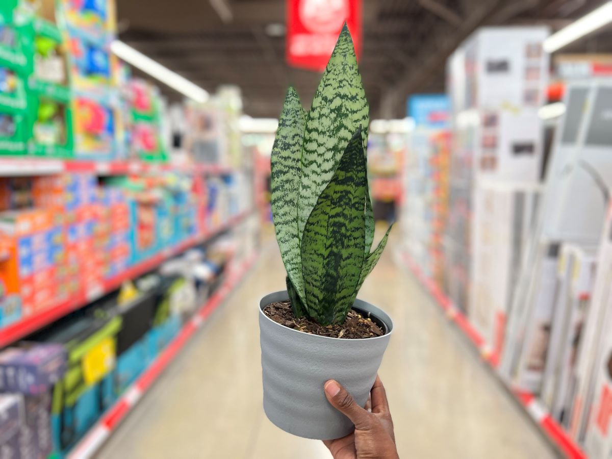 hand holding Aldi plants in store aisle - snake plant