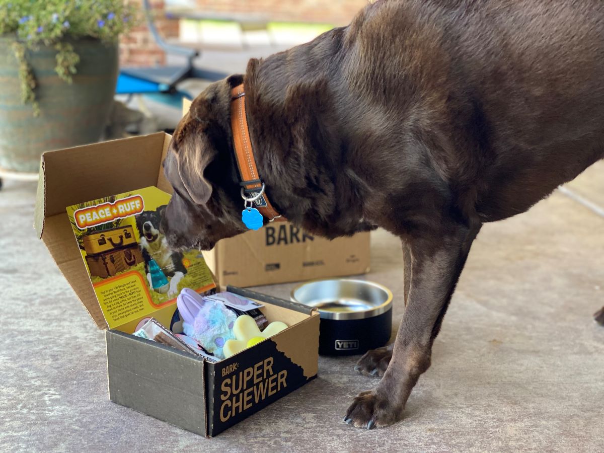 dog sniffing a super chewer box full of toys next to bowl