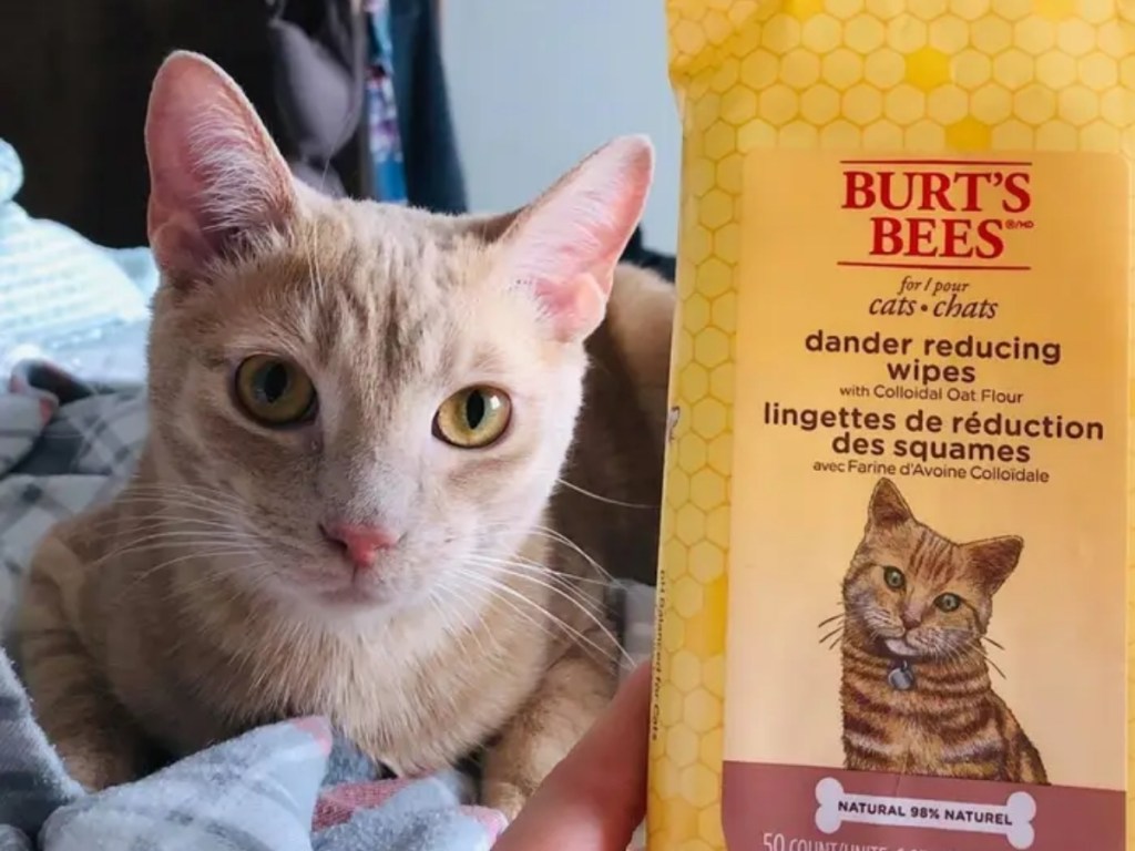 cat with hand holding cat dander wipes from burt's bees