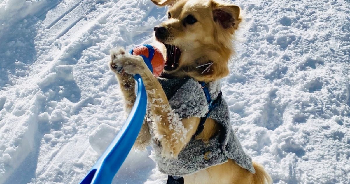 chuckit ball launcher with dog in snow
