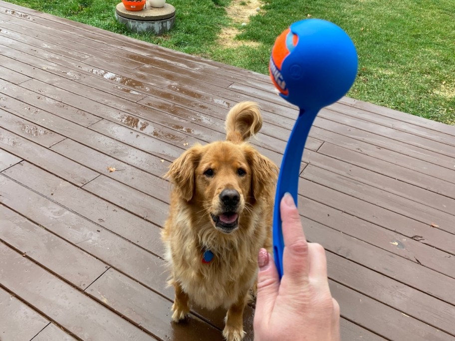 blue chuckit ball launcher with dog