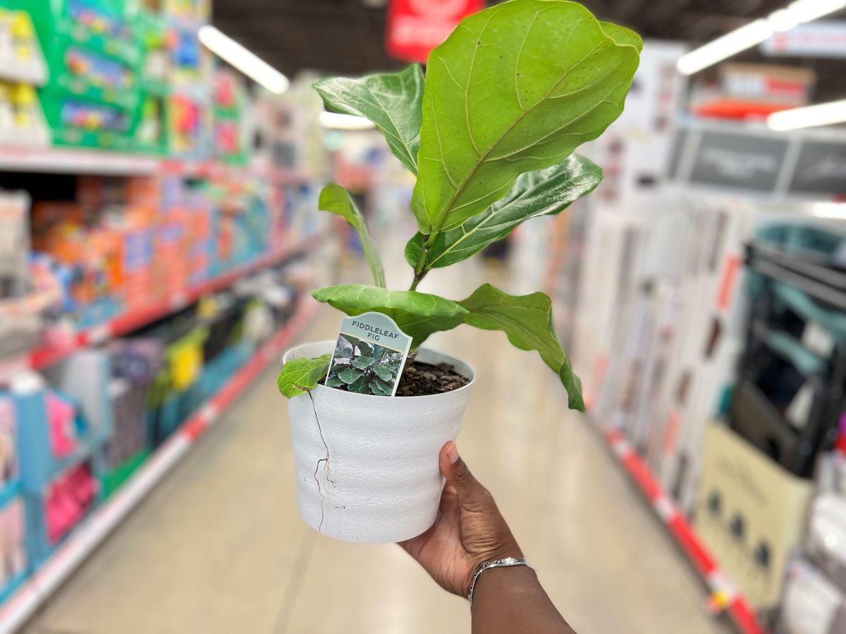 hand holding ALDI plants in store aisle - Fiddle Leaf Fig