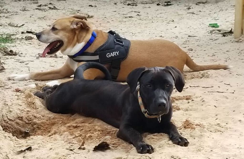 two dogs laying in sand