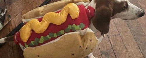 dog wearing a led hot dog costume