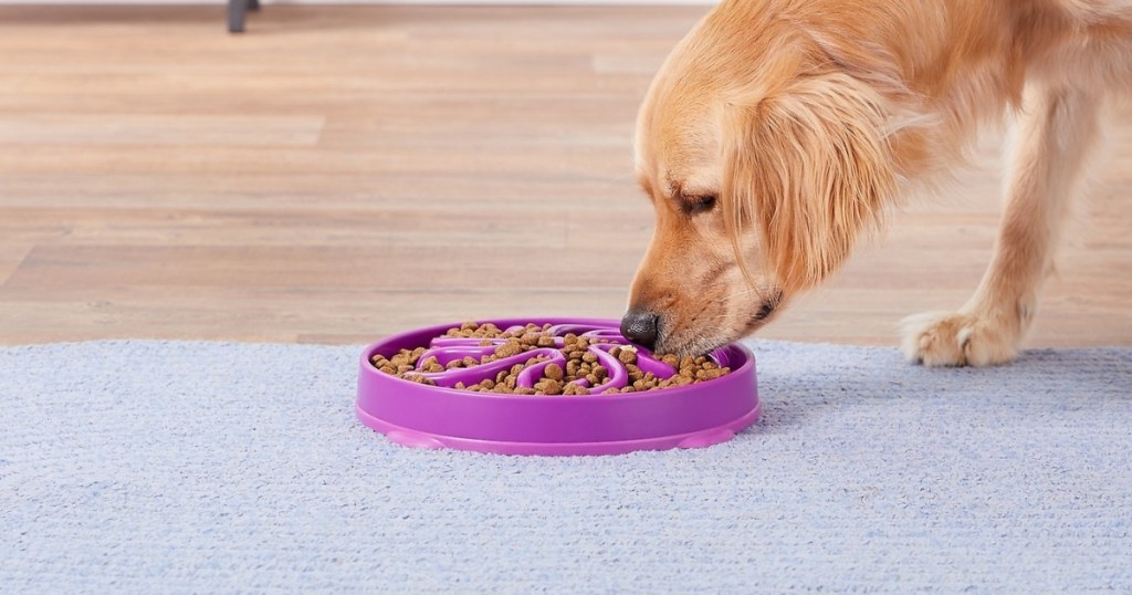 outward hound fun feeder dog bowl with dog eating