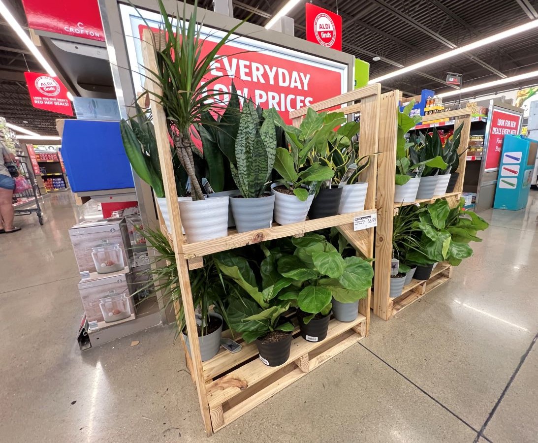 aldi plants on display in store