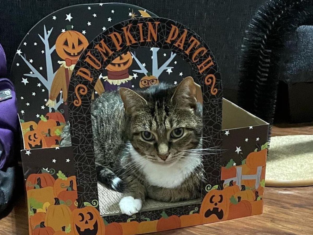 pumpkin cat scratcher