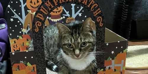 Target Halloween Cat Scratchers from $8 | Pumpkin Patch, Witch House & More