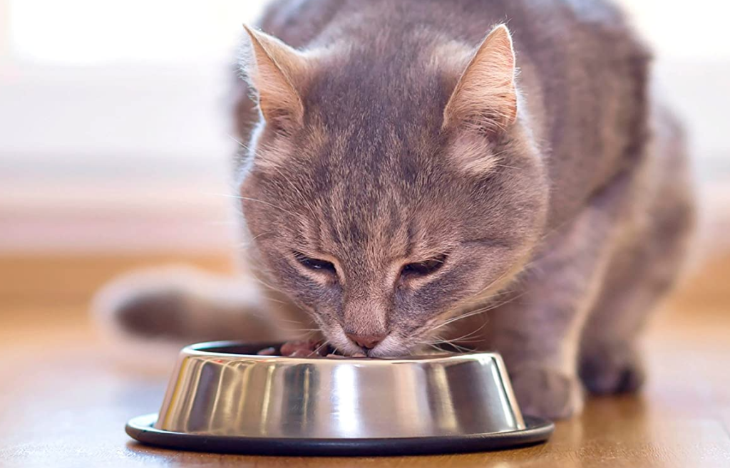 cat eating food out of a bowl