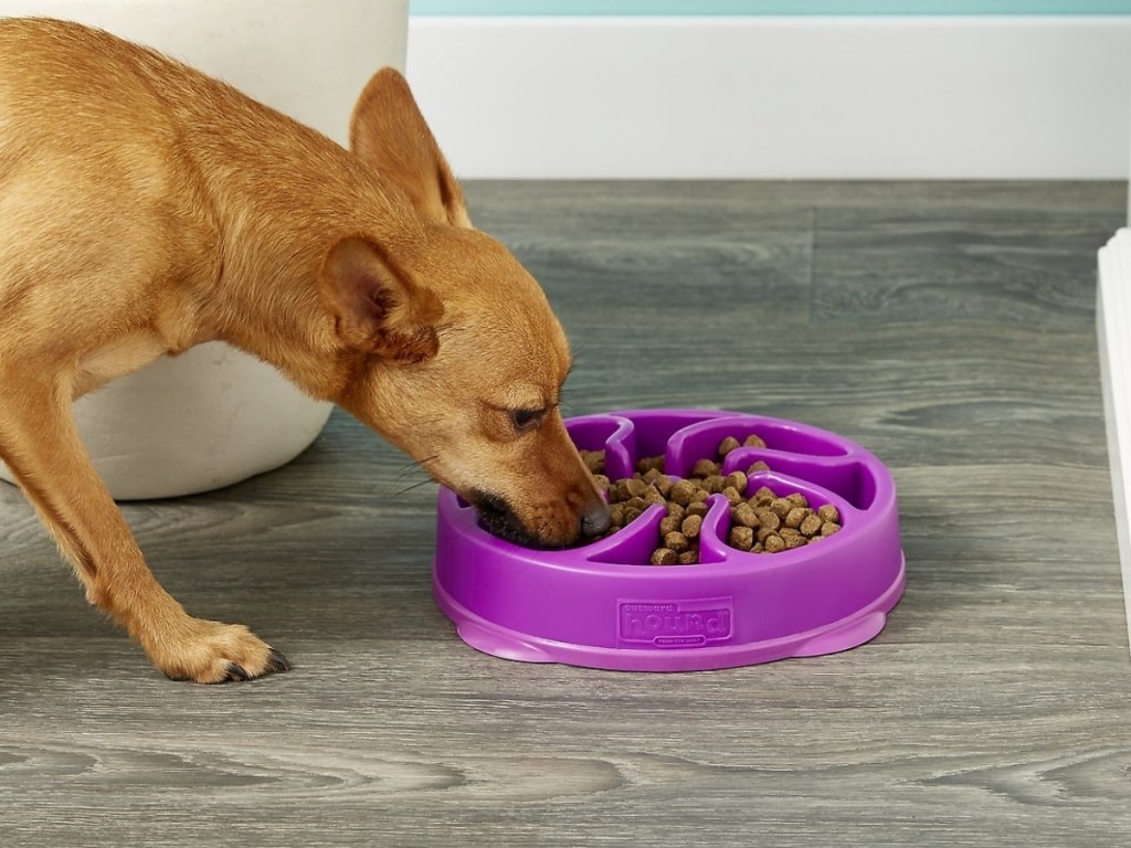 small dog eating from purple outward hound fun feeder