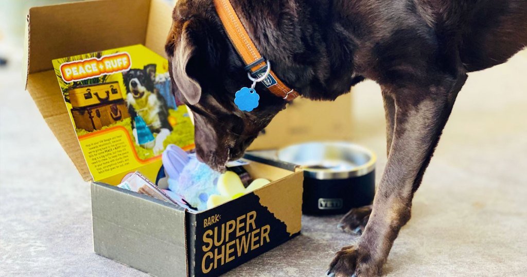 dog with head in super chewer box