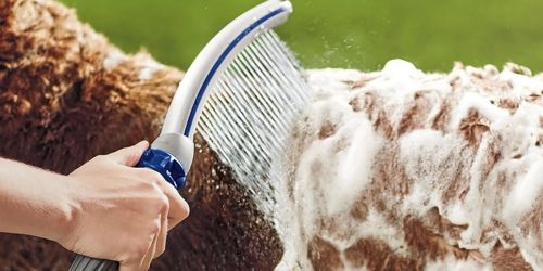 Waterpik Dog Shower Attachment Only $12 on Chewy.com (Regularly $50)