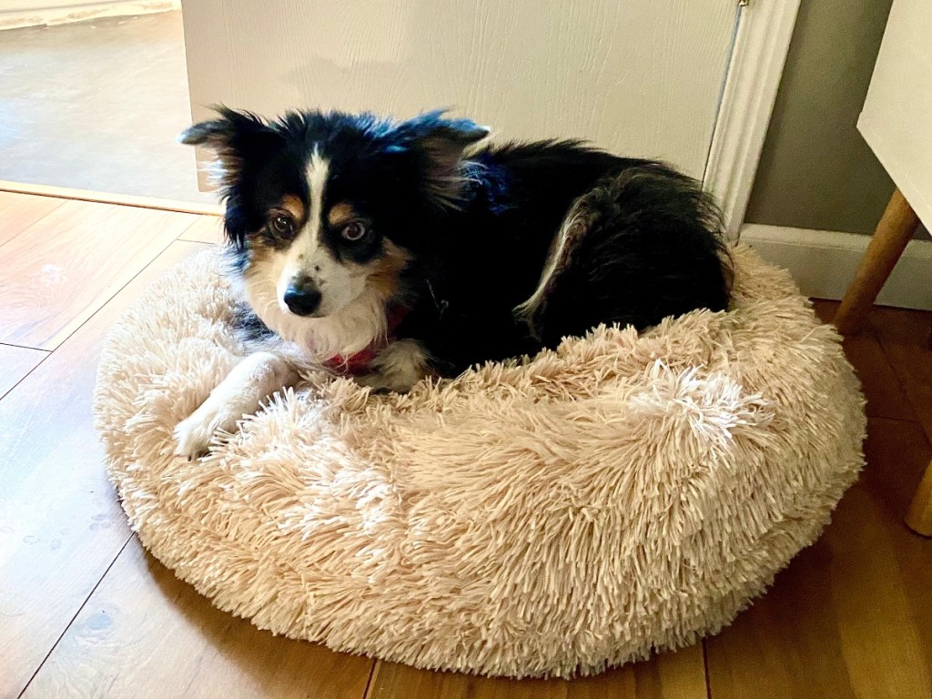 dog on donut-style bed