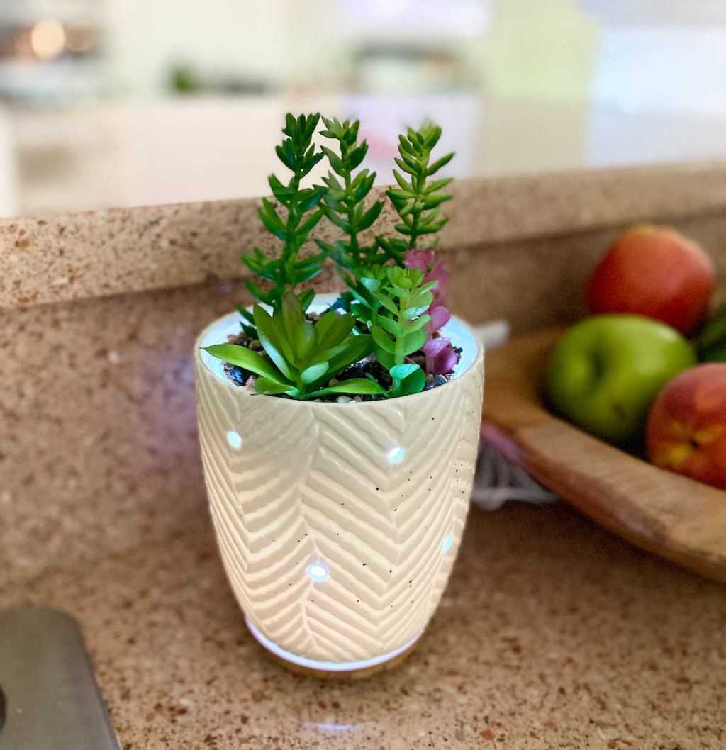 potted succulent plant lit up on kitchen counter