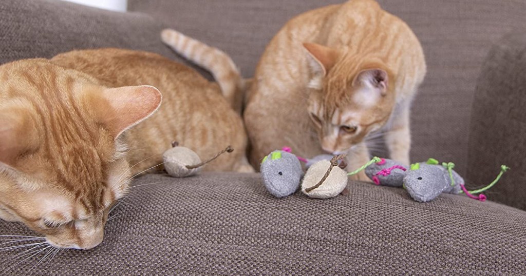 cats on sofa playing catnip toys