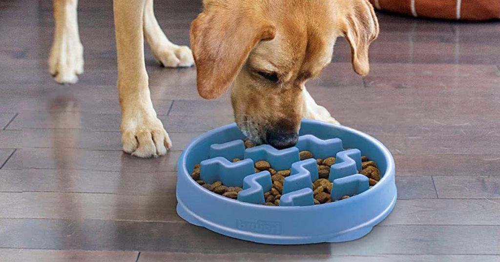 dog eating from blue slow feeder bowl