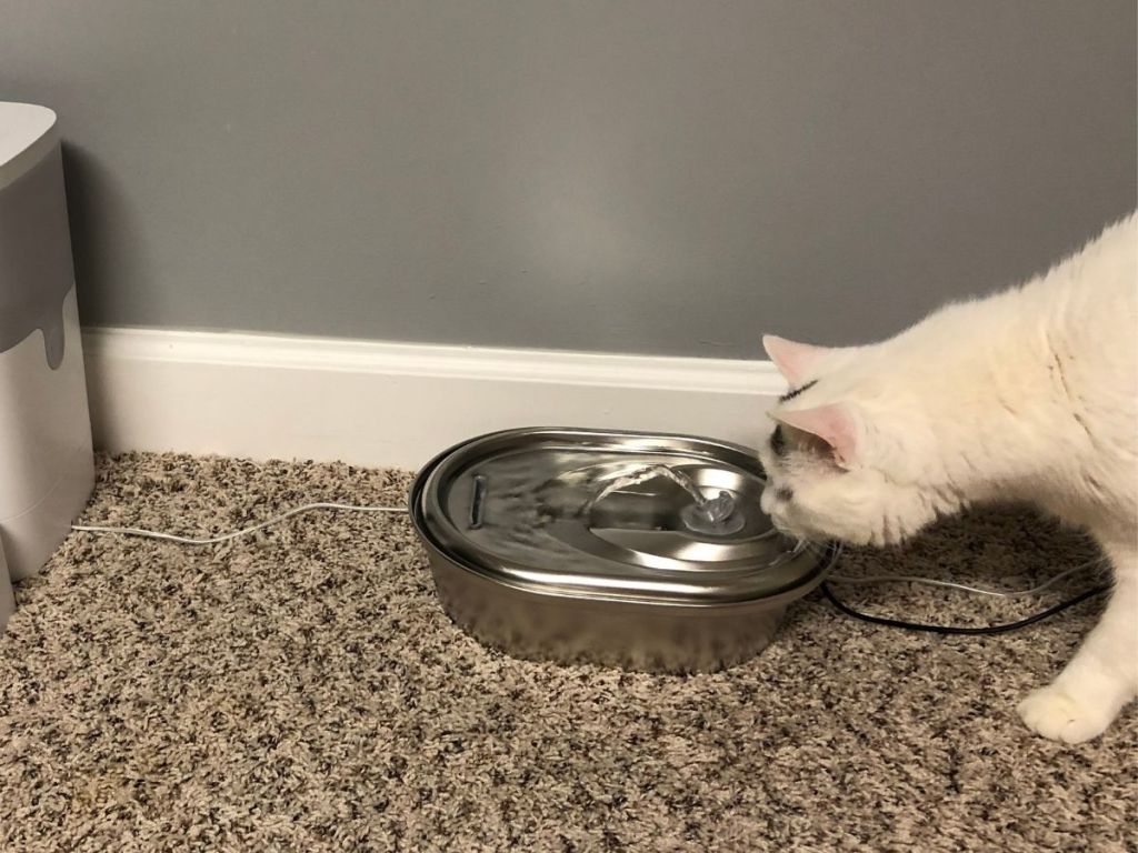 white cat drinking from pet water fountain