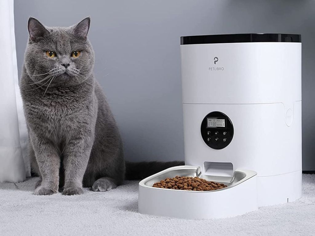 gray cat standing beside white pet feeder