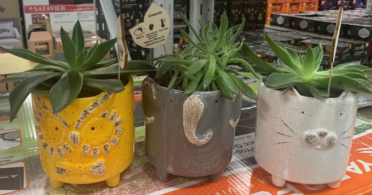 Animal Succulent Planters Only $9.98 at Sam’s Club