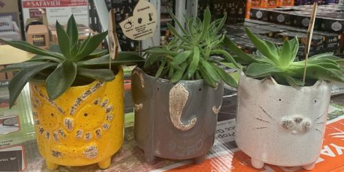Animal Succulent Planters Only $9.98 at Sam’s Club