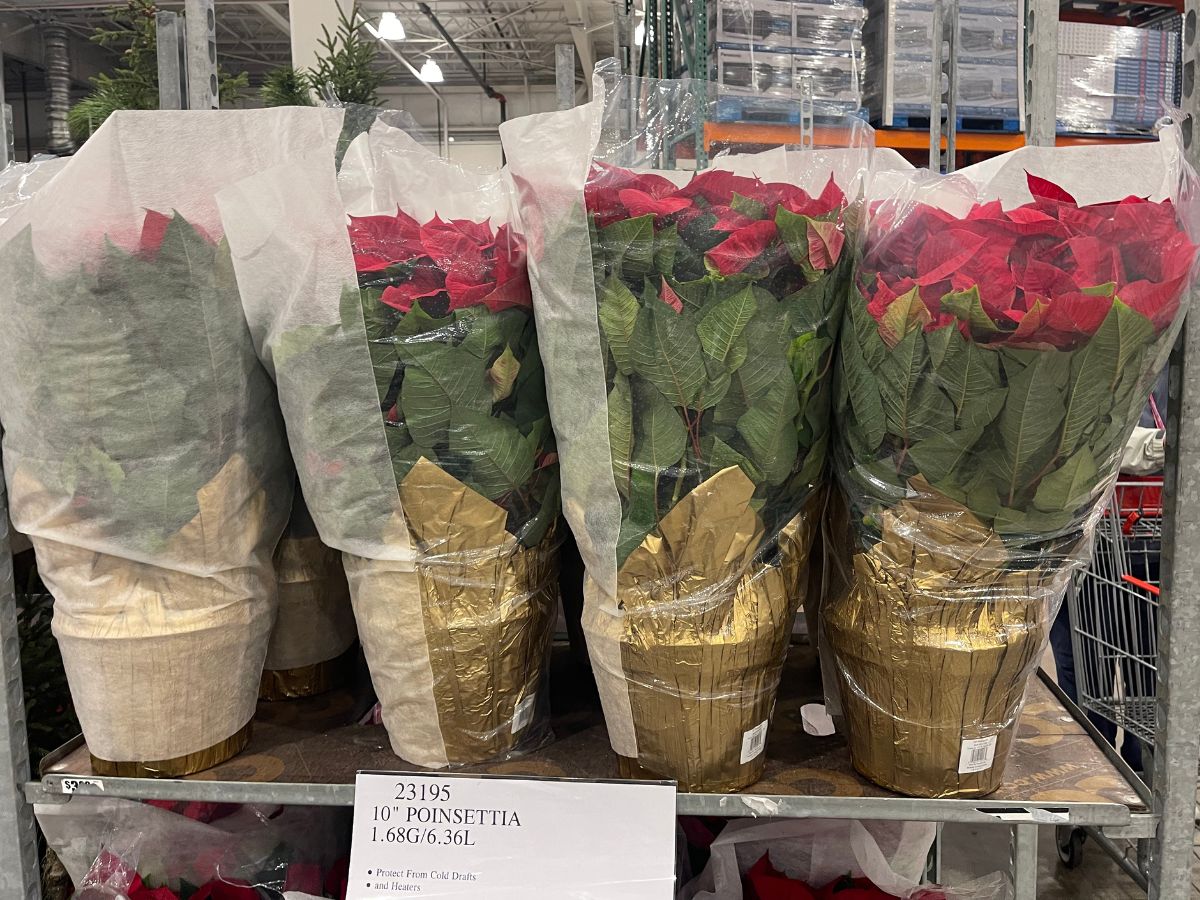 10 inch potted red poinsettias on display in a costco