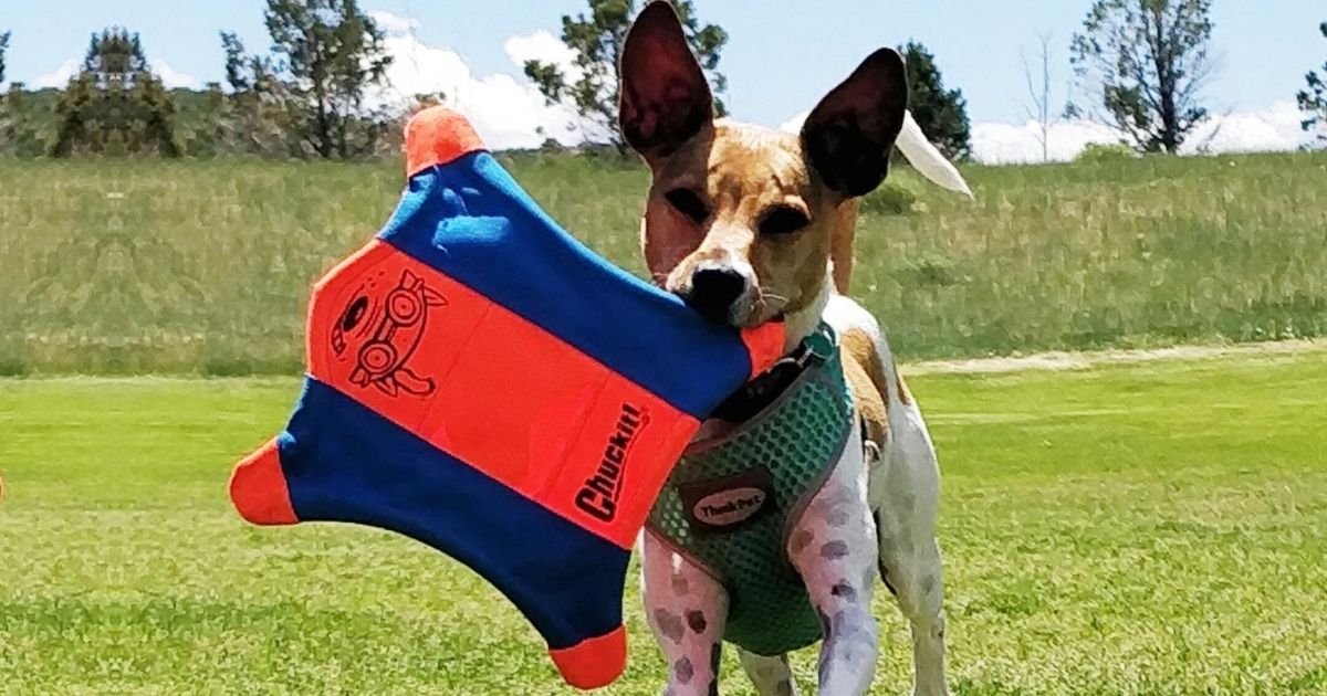 flying squirrel dog toy