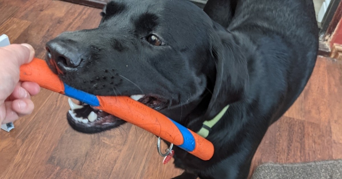 Chuckit! Ultra Fetch Stick Dog Toy