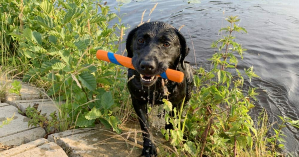 dog fetch stick