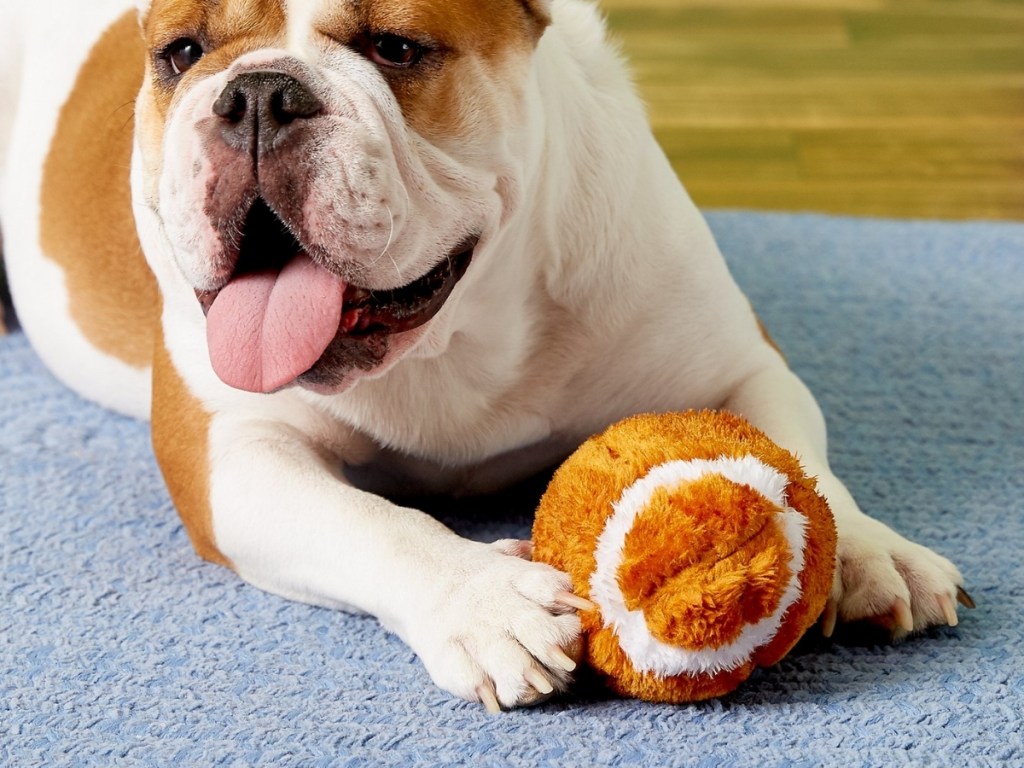 dog with ethical pet squeaky football dog toy