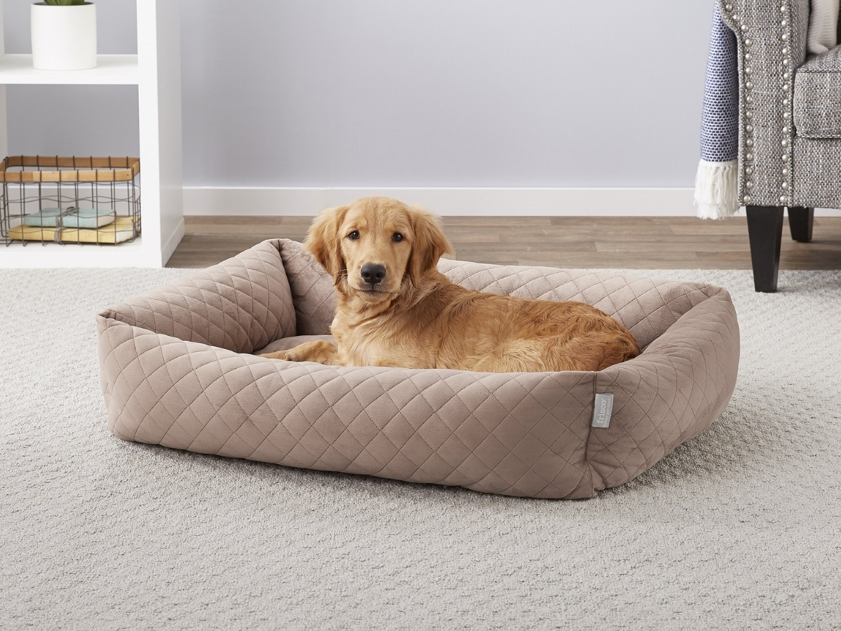 rae dunn dog bed