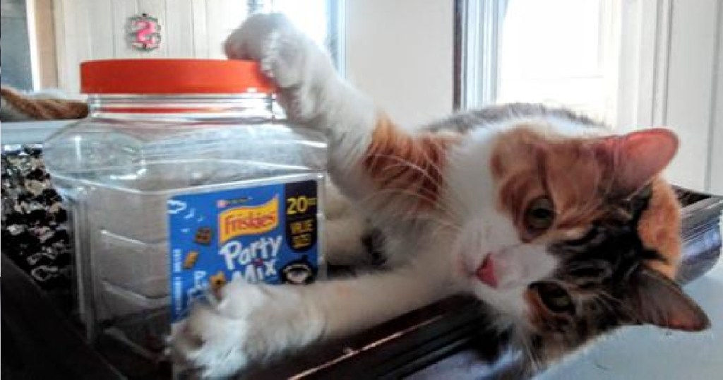 Friskies Treats cat clawing at jar