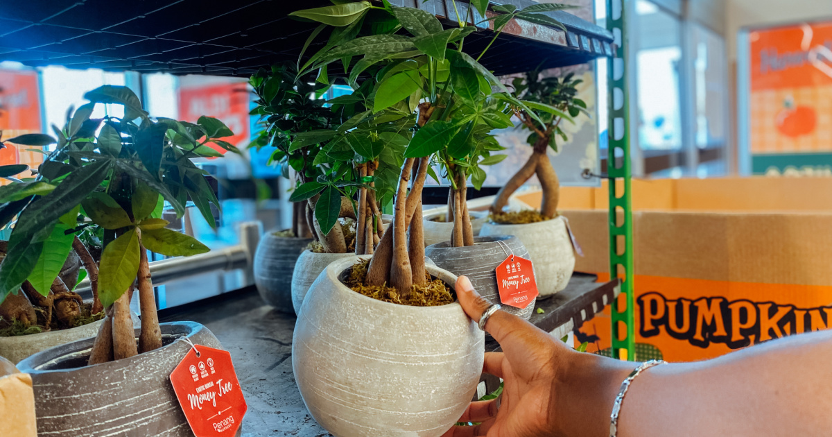 holding potted money tree at aldi