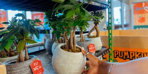 Potted Money Trees Just $9.99 at ALDI | Great for Tabletops