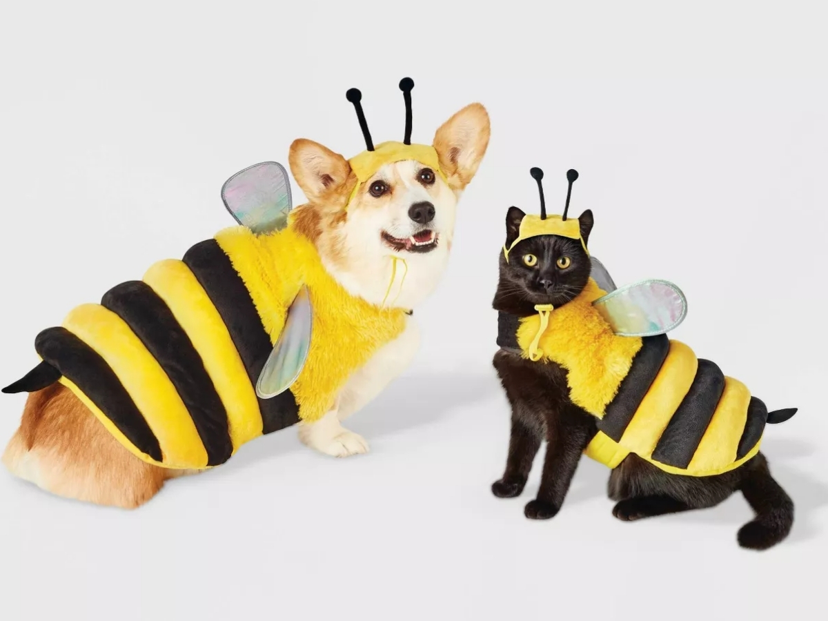 hyde and eek dog and cat bee costume
