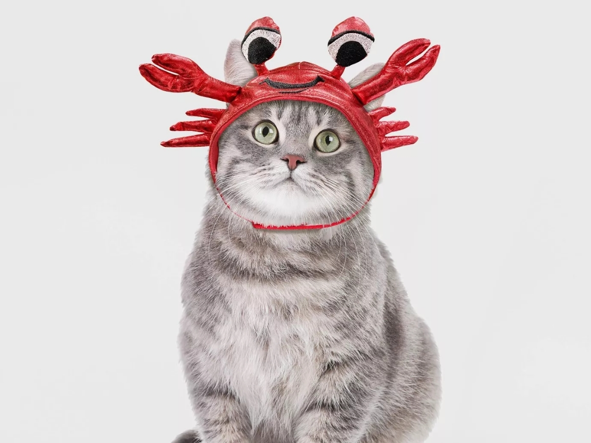 cat wearing hyde & eek crab hat costume
