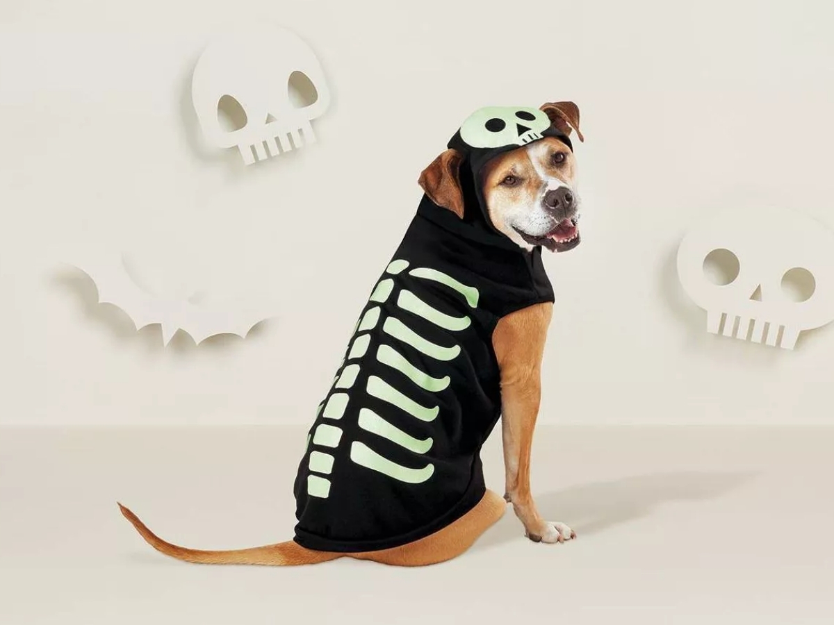 dog wearing hyde and eek skeleton hoodie costume