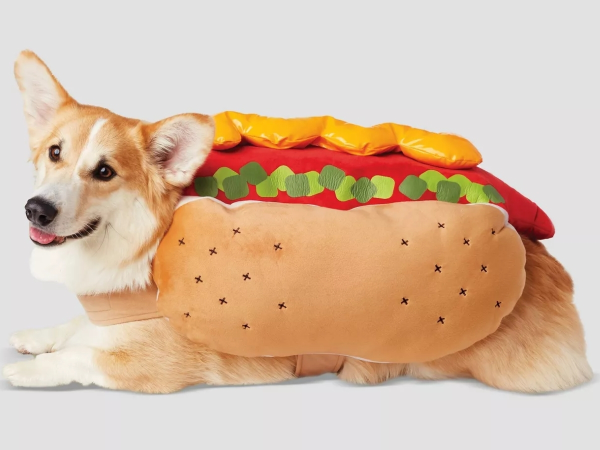 dog wearing hot dog hyde & eek dog costume