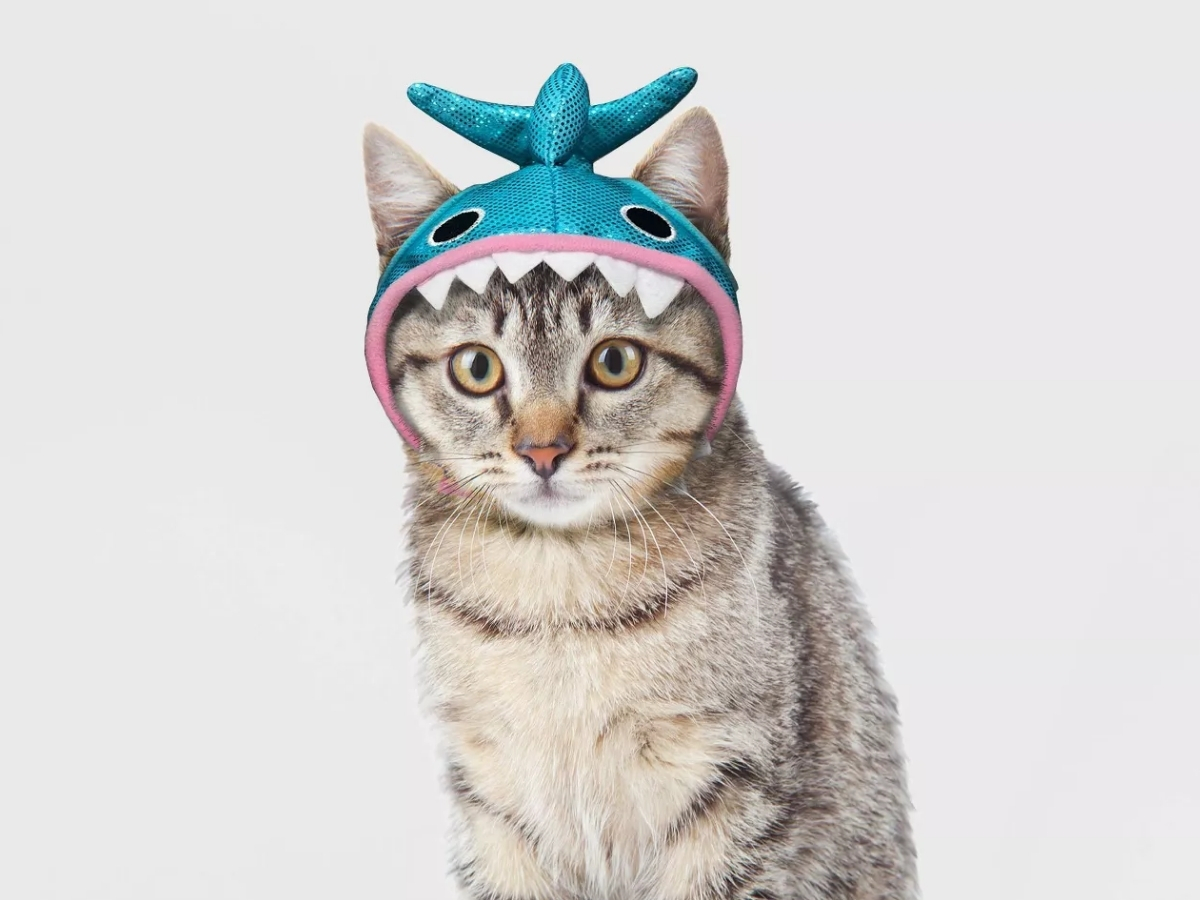 cat wearing hyde & eek shark hat cat costume