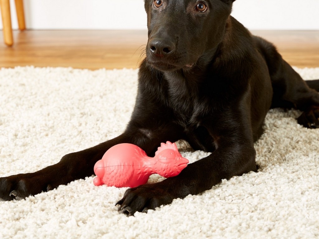 dog with squeaky chicken dog toy