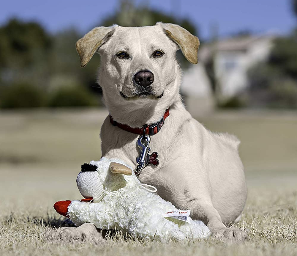 pretty white dog laying on the ground behind a lambchop toy