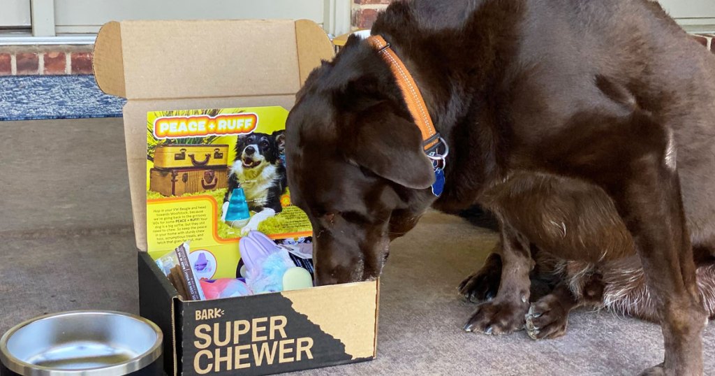 dog sticking face into super chewer box