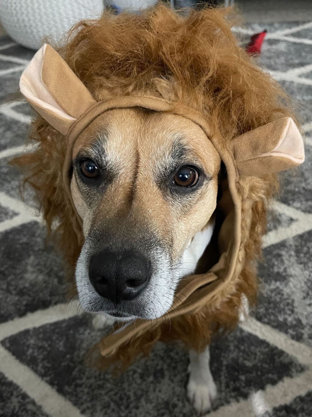close up of dogs face with lion costume