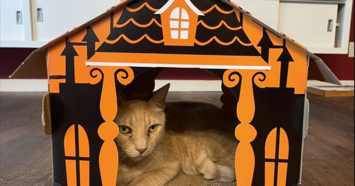 target halloween cat scratch house