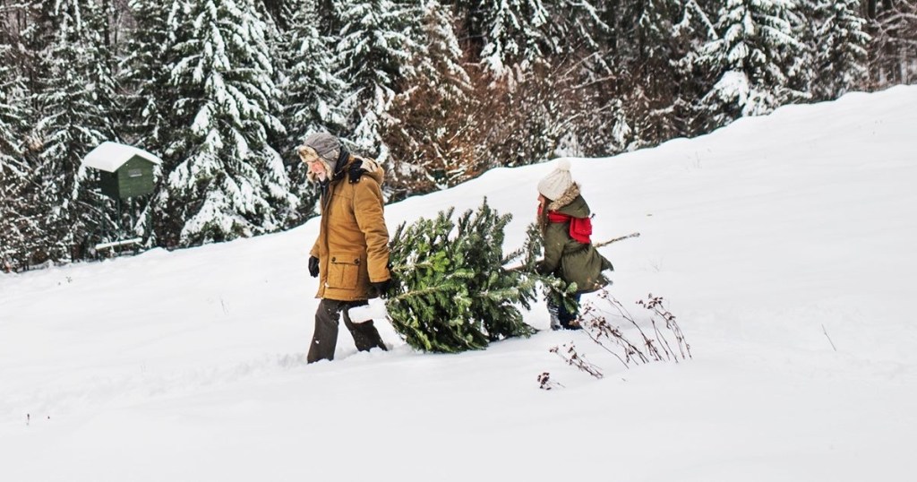 man and child carrying evergreen tree across snow