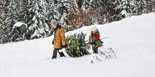 Christmas Tree Permits for National Forests Now Available (+ Free Permits for 4th Graders!)