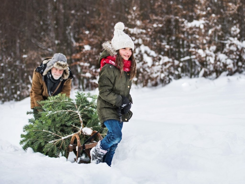 man and child carrying cut evergreen tree on sled