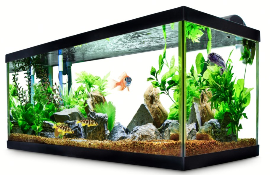 large fish tank with fishes inside