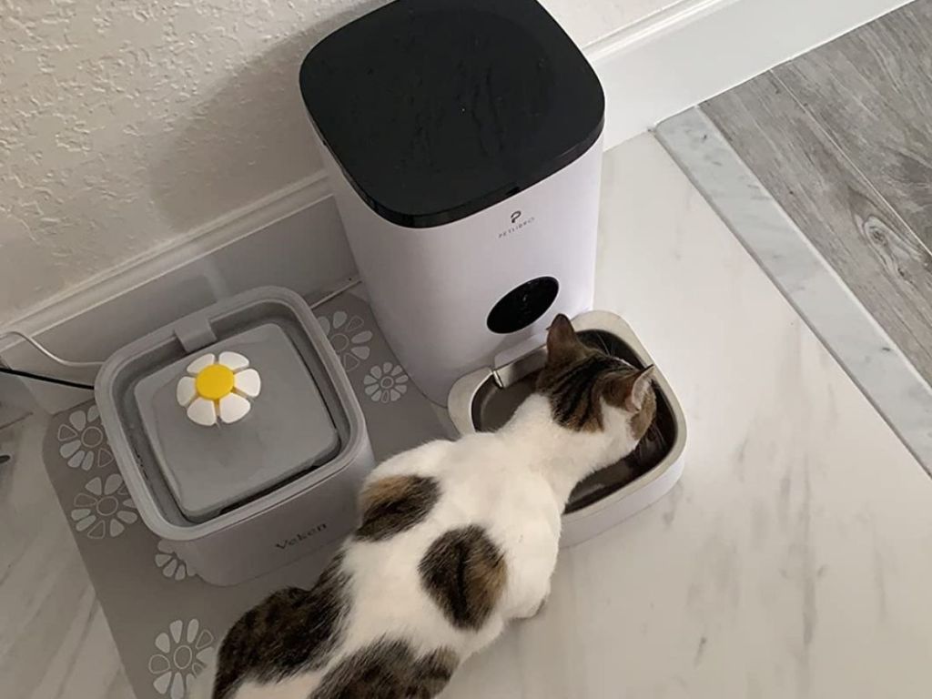 cat using PetLibro automatic pet feeder