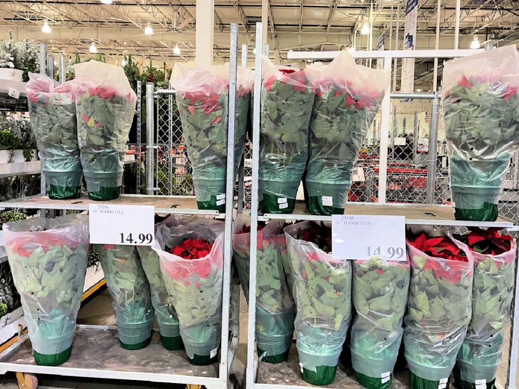 Huge Wreath Only 18.99 at Costco + More Fresh Greenery Deals